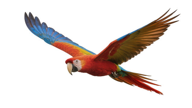 Vibrant red yellow and blue macaw parrot in flight, isolated on transparent background