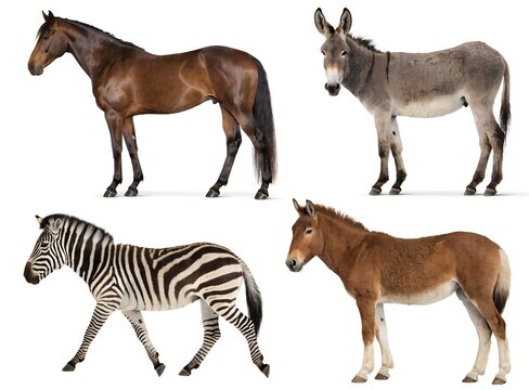 A Realistic Wildlife Collection Set of Four Diverse Equus Animals Displayed in Studio Grid on White Background With Detailed Fur Textures Natural Equine Anatomy and Educational Reference Style