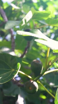 Green fig fruit growing on the tree