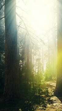 Sunlight filters through tall trees in a forest. The light creates a warm glow on the tree trunk. Mist is present, adding to the atmosphere of the morning scene.