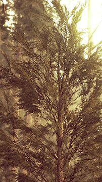 Tall trees stand in a forest while sunlight filters through the branches. The scene shows a calm atmosphere with greenery and golden light during the day.