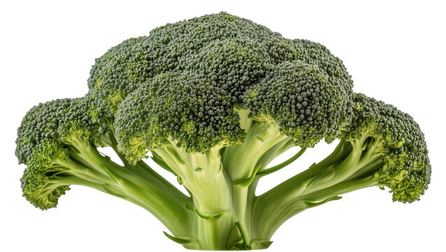 Fresh green broccoli florets with thick stems, isolated on transparent background