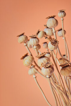Still life of dried Papaver somniferum seed capsules and slender stems arranged against a warm peach textured background. Composition with natural dried poppy pods and minimalist floral decoration.