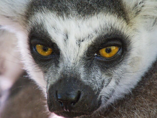 Intense close-up of a ring-tailed lemur face © TajemnyKocour