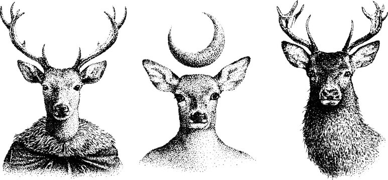 Three deer heads arranged in row with crescent and antlers on white background
