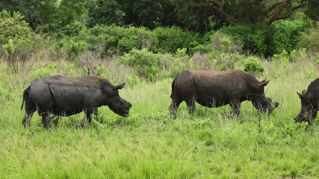 Group of African rhinoceroses clashing in tall savanna grass, locking horns and displaying powerful territorial behavior during a dramatic wildlife confrontation in untamed African wilderness