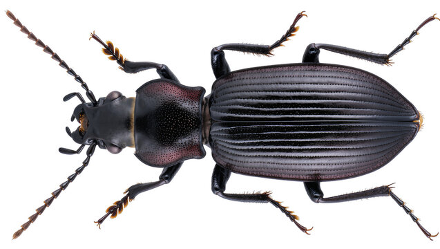 Dark iridescent beetle with segmented antennae, isolated on transparent background