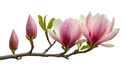 Pink magnolia buds and blooming flowers on a branch, isolated on transparent background © Elena