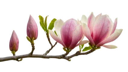 Fotobehang Magnolia Pink magnolia buds and blooming flowers on a branch, isolated on transparent background  © Elena