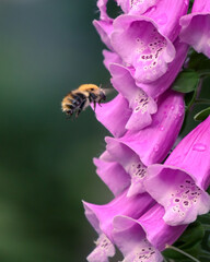 Bumblebee flying towards red foxglove flower in forest with blurred background © Mathias