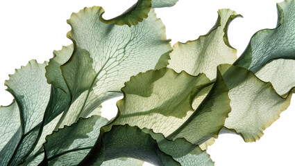 Translucent green seaweed fronds with intricate veining, isolated on transparent background © Elena