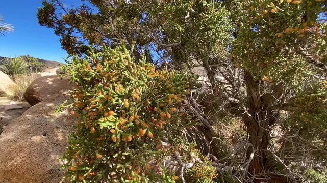 Smooth video pan from giant rounded rock formations to a large California juniper bush loaded with red berries. Scenic desert landscape in Joshua Tree National Park under a bright blue sky.