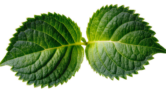 Two vibrant green hydrangea leaves with serrated edges, isolated on transparent background