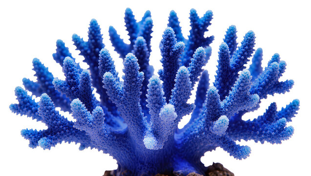 Vibrant blue staghorn coral branching structure, isolated on transparent background
