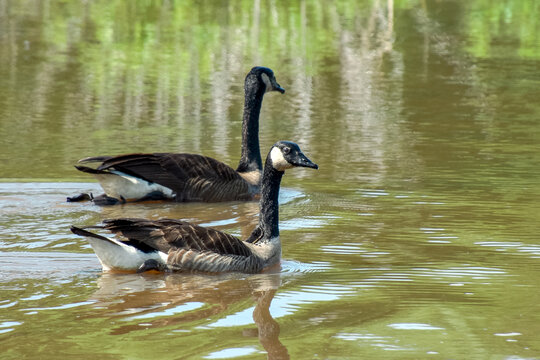 Canada geese on a pond in Groveton, Virginia. 19 May 2026.