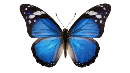 Naklejka premium Vibrant blue morpho butterfly with black and white markings, isolated on transparent background