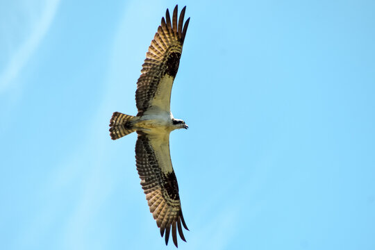 Osprey in flight over Groveton, Virginia. 19 May 2026.