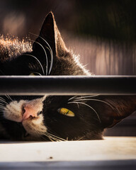 Cat's yellow eye © Pieter