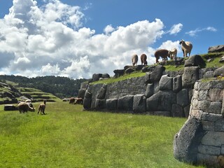 Herd of Llamas on Ancient Incan Stone Terraces at Saqsaywaman © soudie23