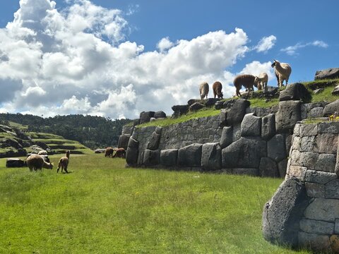 Herd of Llamas on Ancient Incan Stone Terraces at Saqsaywaman