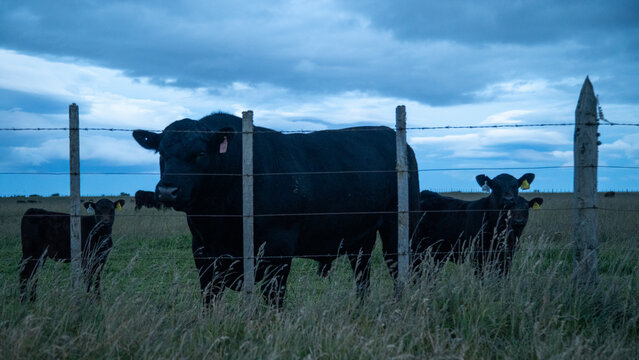 Vacas en la patagonia