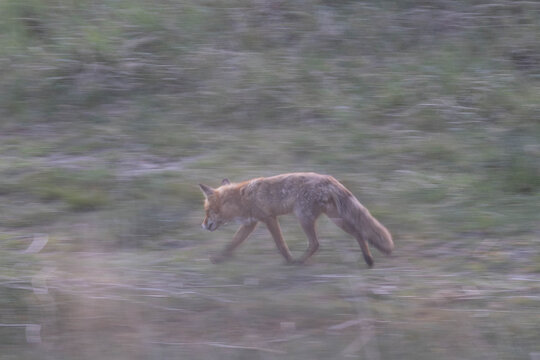 Fuchs in Bewegung