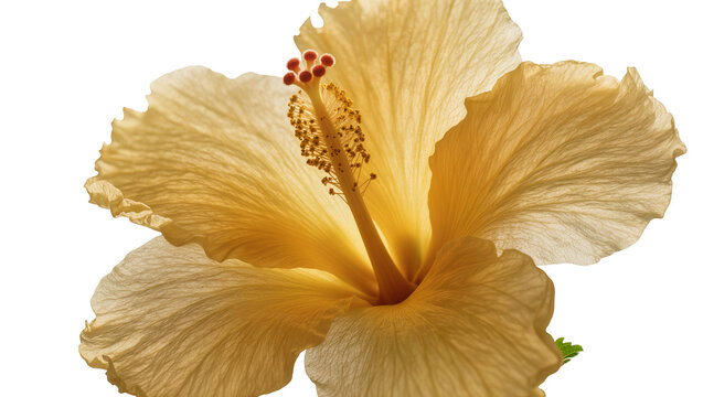 Delicate pale yellow hibiscus flower with stamen and pistil, isolated on transparent background