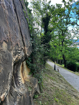 Rocky Cliff Path with Dog Walking Along Tree-Lined Promenade, Basque Country, Spain