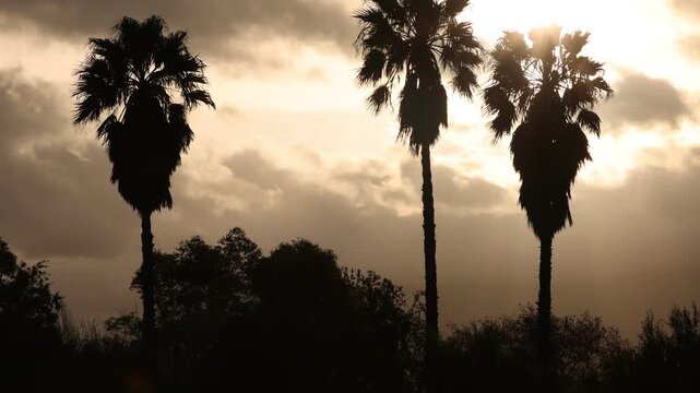 silhouette of palm trees against fast moving stormy clouds, Stanford, South Africa