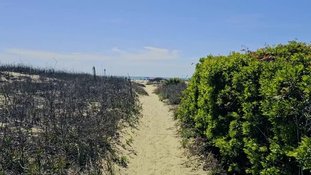 First person view (FPV)-Walking sandy vegetation lined trail leading to the beach at Sullivan Island, SC looking forward to a pleasant sunny day at the sea shore