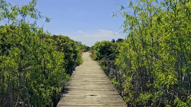 First Person View (FPV)Walking along the vegetation lined boardwalk leading to beach at Sullivan Island, South Carolina