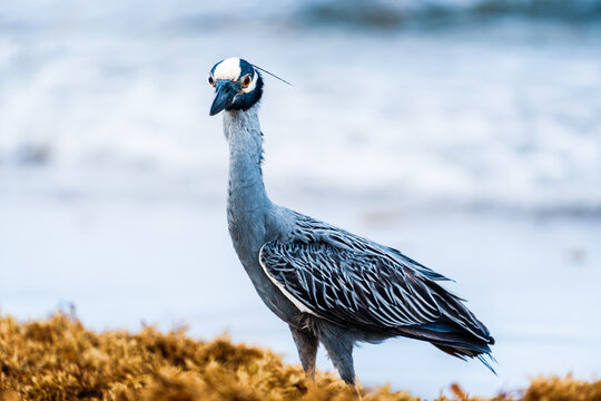 night heron standing on beach