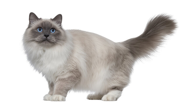 Fluffy Birman cat with blue eyes standing, isolated on transparent background
