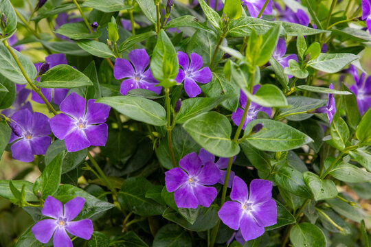 Beautiful periwinkle or vinca minor flowers with purple petals and green leaves blooming in a spring garden.