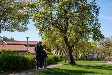 Fototapeta premium middle aged woman pushing an elderly man in a wheelchair through a park, surrounded by trees in early summer.
