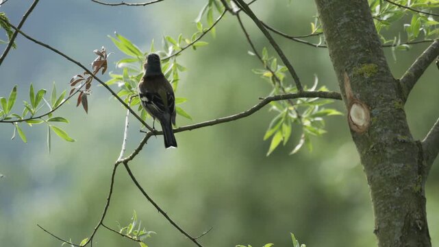 Common Chaffinch Singing on Tree Branch - 4K Slow Motion Wildlife B-Roll
