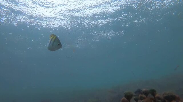 Sergeant Major fish (Abudefduf saxatilis) Swimming Underwater Near Ocean Surface in Clear Blue Sea