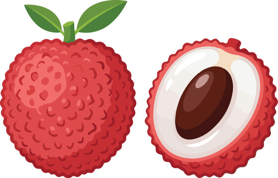 Lychee fruit vector illustration. Exotic tropical fruit isolated on white. Whole lychee and half cut piece with seed. Red spiky skin texture. Sweet Asian fruit icon. Organic food ingredient. Summer 