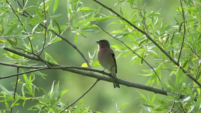Common Chaffinch Singing on Lush Tree Branch - 4K Slow Motion Wildlife B-Roll