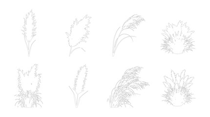 Feathery Pampas Style Grass Plume and Spiky Bush Isolated Stem Set CAD Line Art Vector Landscape Architecture Botanical Drawing Editable Stroke White Fill © Muhammad