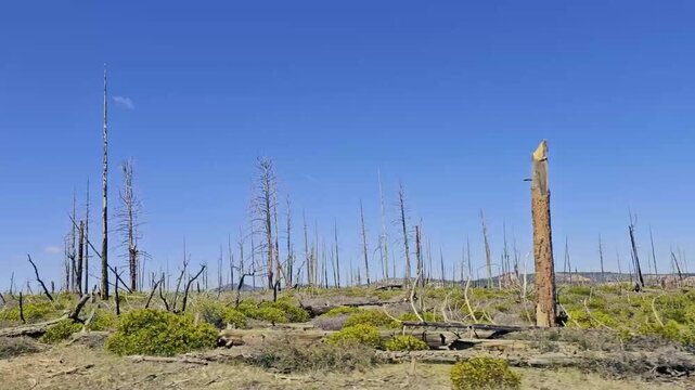 Bryce Canyon National Park-Drive plate-Passing dead trees from 2009 Bridge Fire. The Bridge Fire started from a lightning strike on June 14, 2009 at Bridge Hollow in Dixie National Forest 