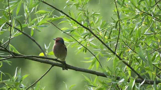 Common Chaffinch Perched on Leafy Branch - 4K Slow Motion Wildlife B-Roll