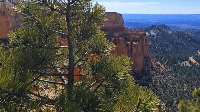 Close up view of lone pine tree with pan and focus shift to the beautiful red rock hoodoos of Bryce Canyon National Park and the far distant valley beyond.