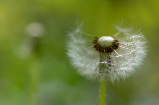 Common dandelion Taraxacum officinale faded flowers looks like snow ball, ripe cypselae fruits