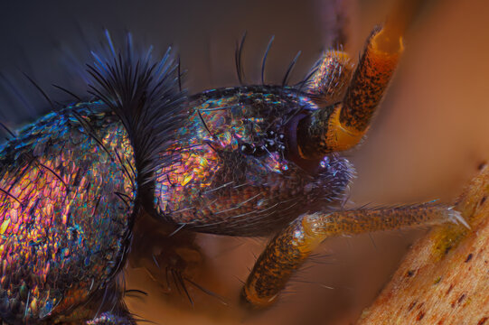 Slender springtail portrait, Orchesella flavescens on wood, close up focus stacked macro photo