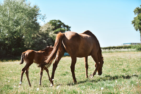 Chestnut Thoroughbred racehorse mare and foal exploring the field for the first time