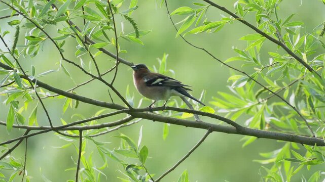 Common Chaffinch Hopping and Singing on Tree Branch - 4K Slow Motion Wildlife B-Roll