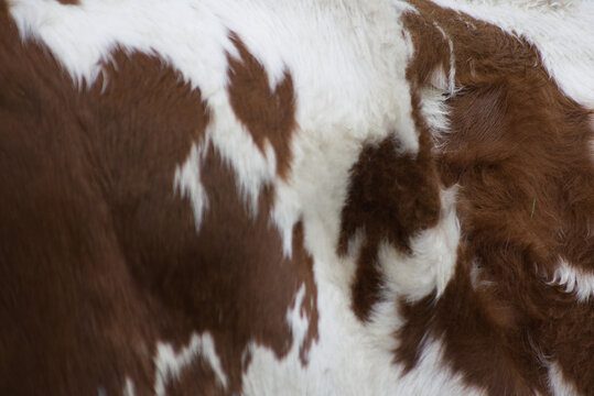 Close-up texture of brown and white cow hide fur patterns