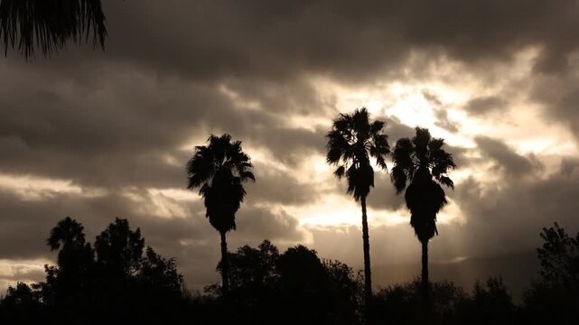 silhouette of palm trees against fast moving stormy clouds, Stanford, South Africa