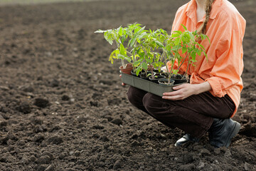 Fototapeta premium Gardener Planting Tomato Seedlings in Prepared Soil Outdoors